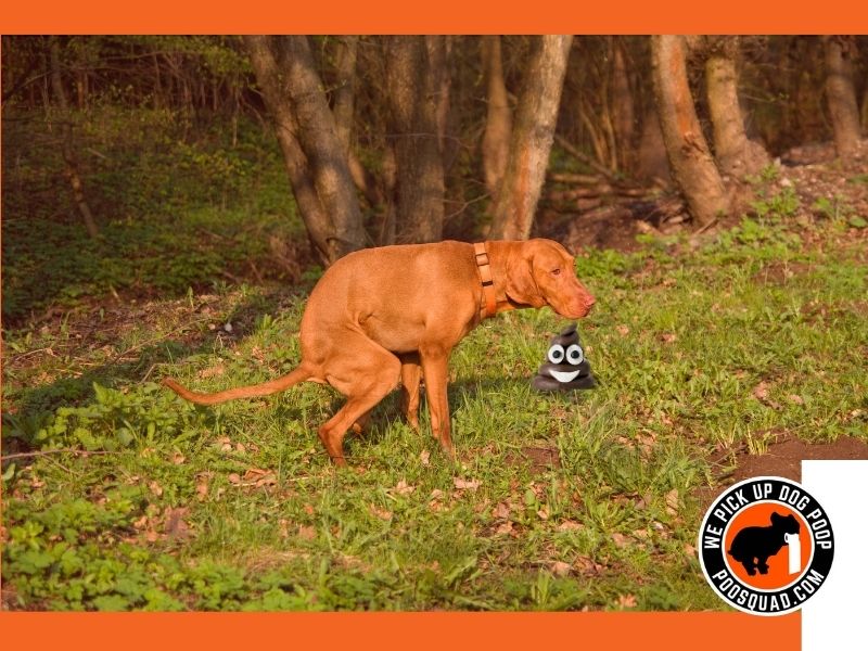 why is my dog eating poop