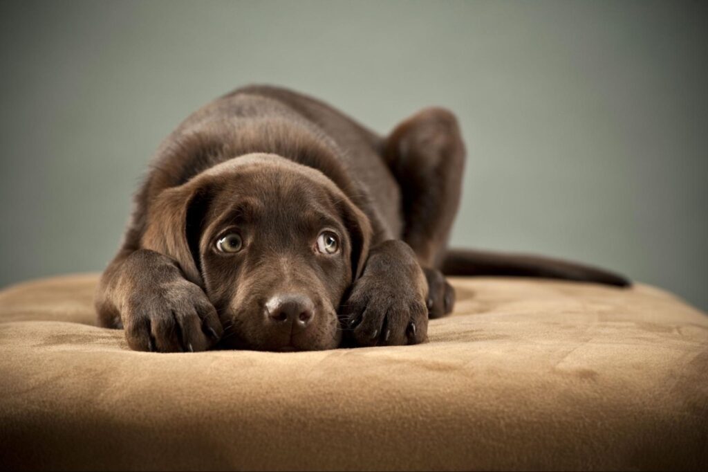 How to Calm Your Dog During Fireworks How to Calm Your Dog During Fireworks