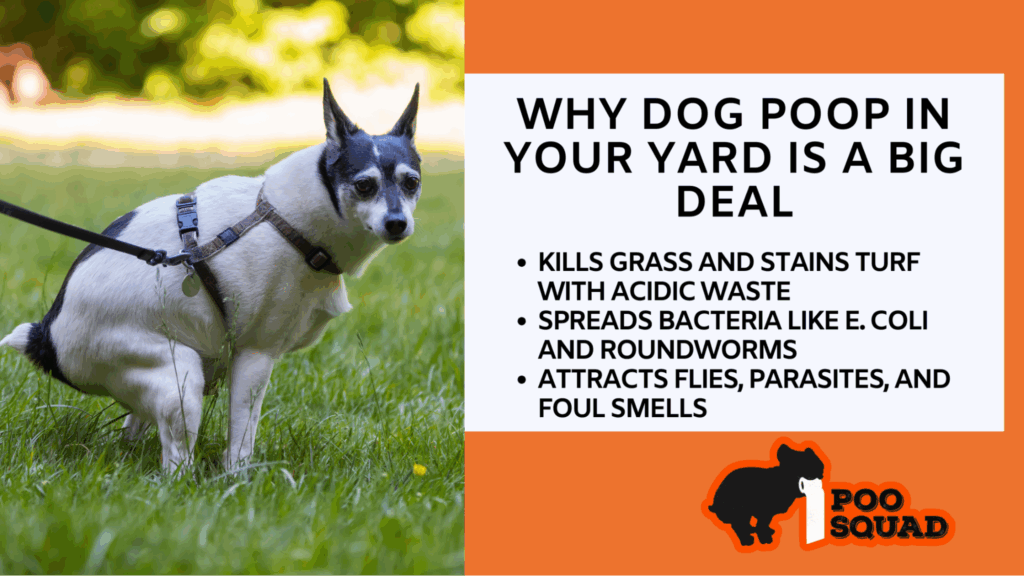 Why Dog Poop in Your Yard Is a Serious Problem