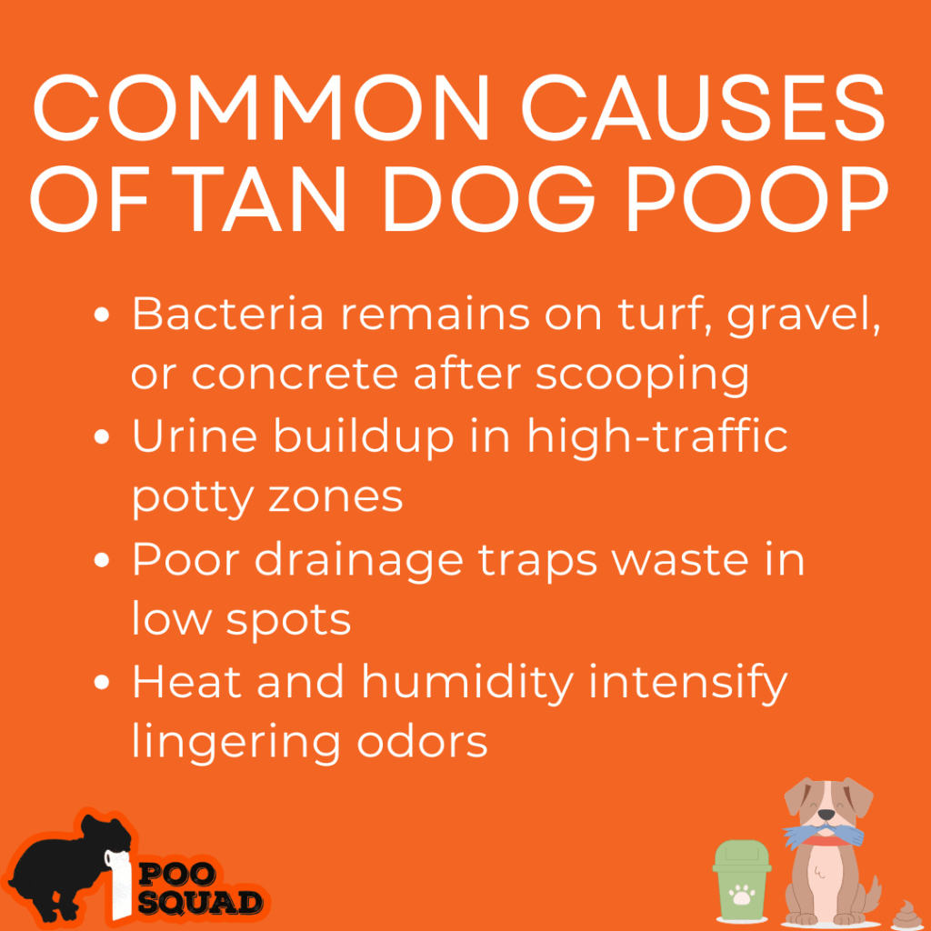 Why Your Yard Still Smells Like Dog Poop (Even After Cleanup)