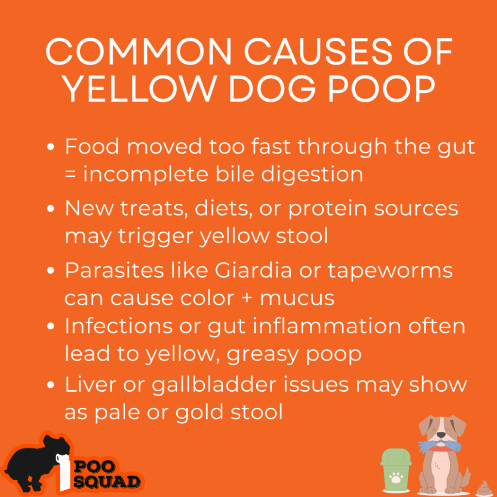 causes yellow dog poop