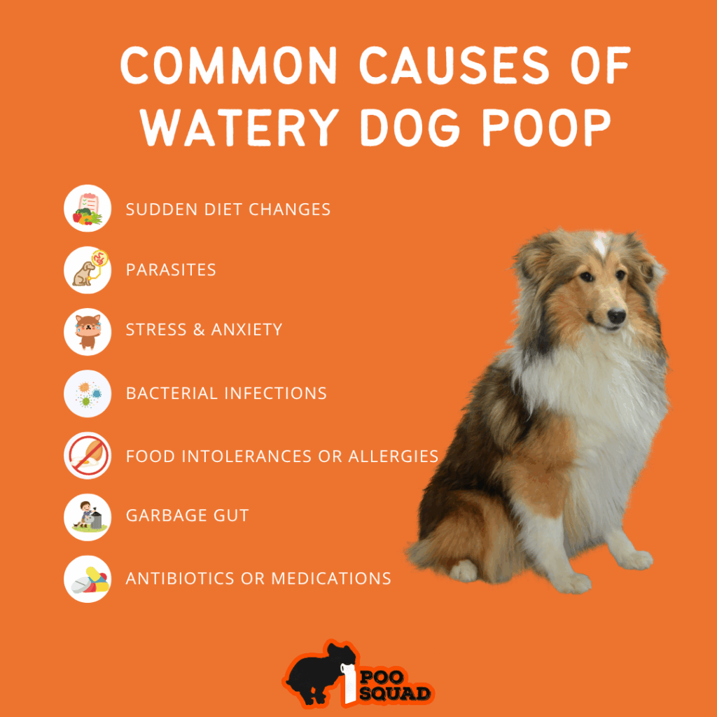 common causes watery dog poop
