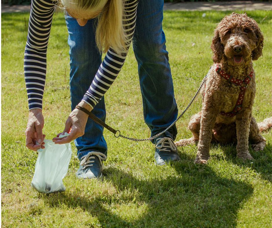 dark brown diarrhea dog
