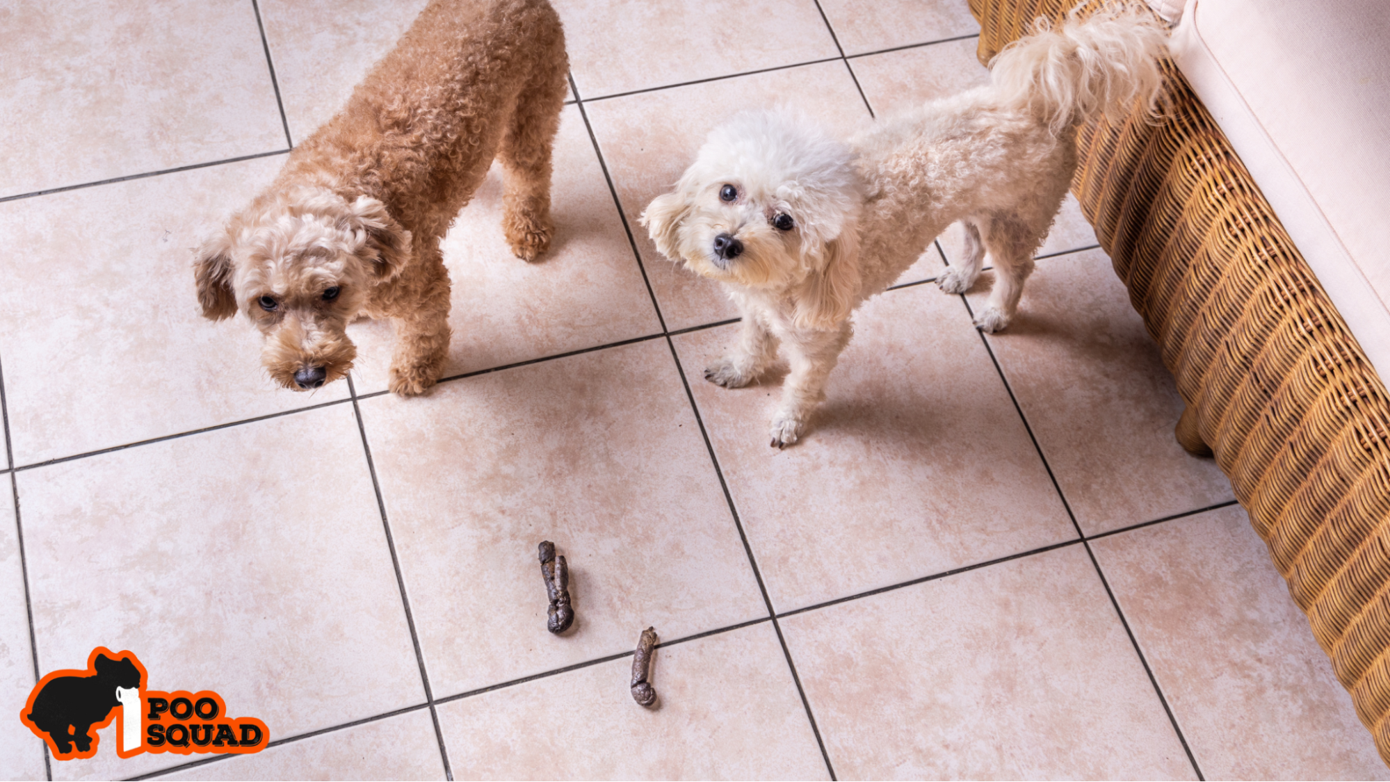 dog ate poop and vomited solutions