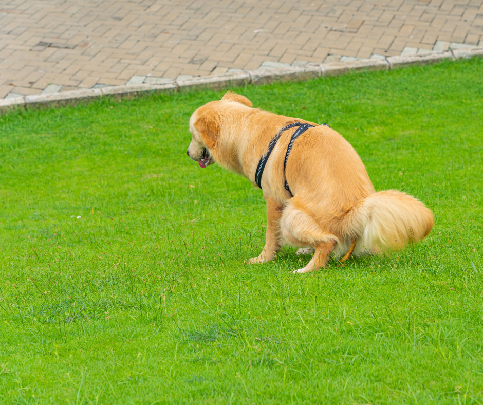 dog poop in yard guide