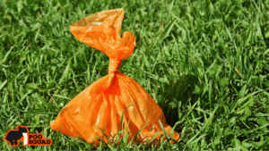dog poop orange causes solutions