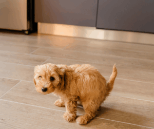 dog poop watery causes treatment