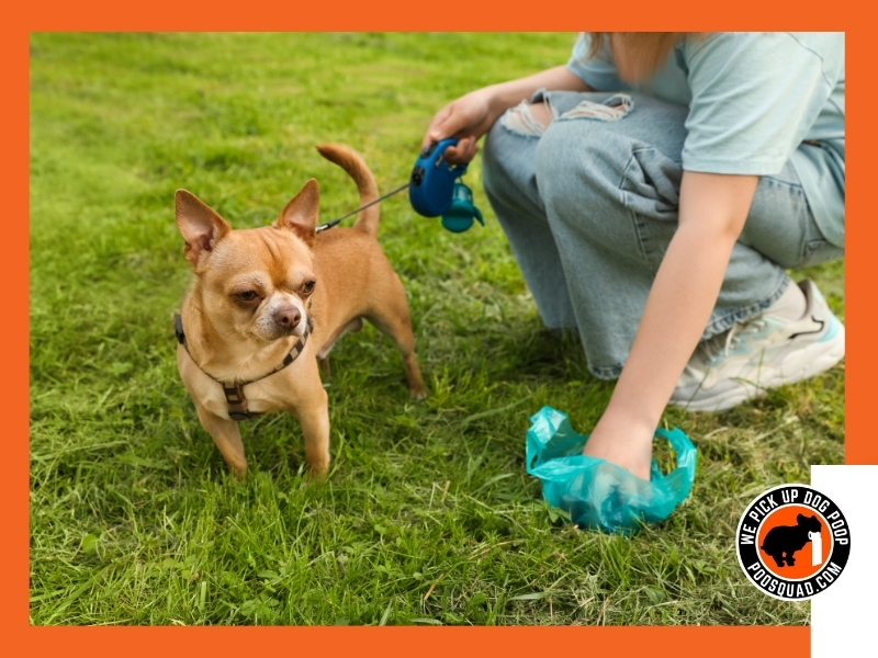 dog poop yard cleanup