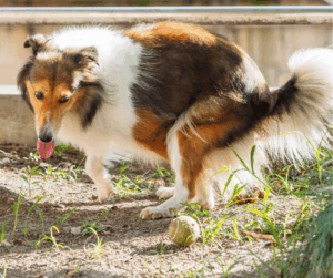 dog poop yellow causes