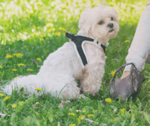 dog soft poop not diarrhea