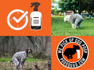 get rid of dog poop smell in yard