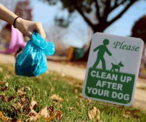 how often should medium dog poop