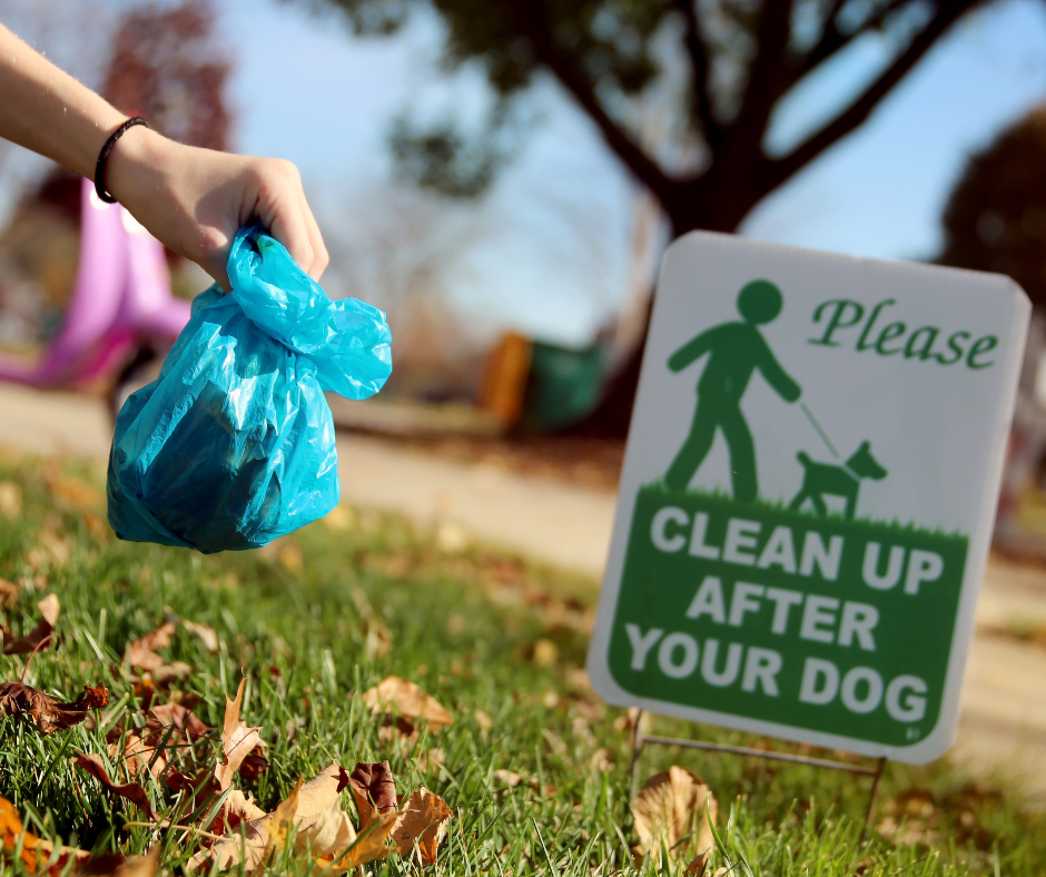how often should medium dog poop
