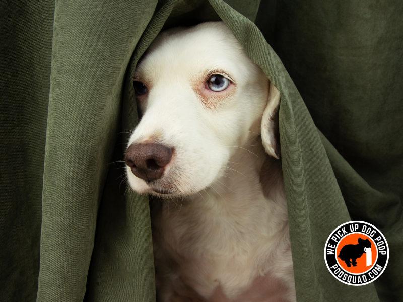 how to calm a dog during fireworks