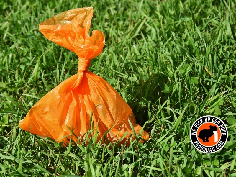 how to dispose of dog poop