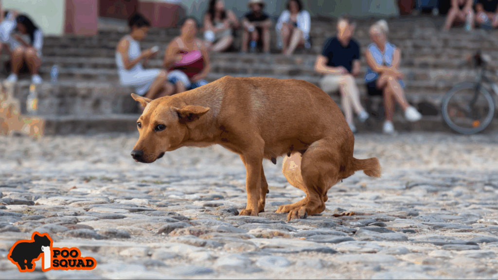 is dog poop biodegradable or polluting