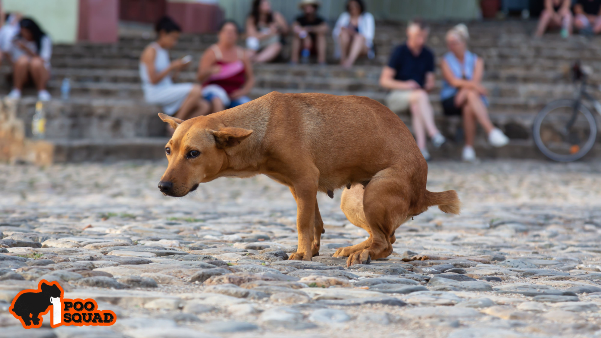 is dog poop biodegradable or polluting