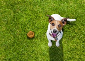 is dog poop dangerous to humans