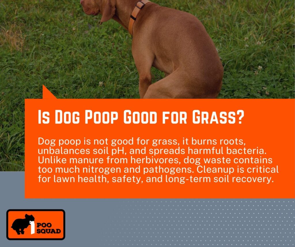 is dog poop good for grass