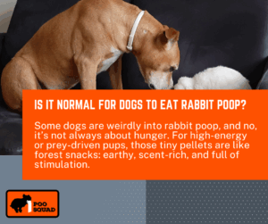 Why Do Dogs Eat Rabbit Poop? Causes, Risks & How to Stop It