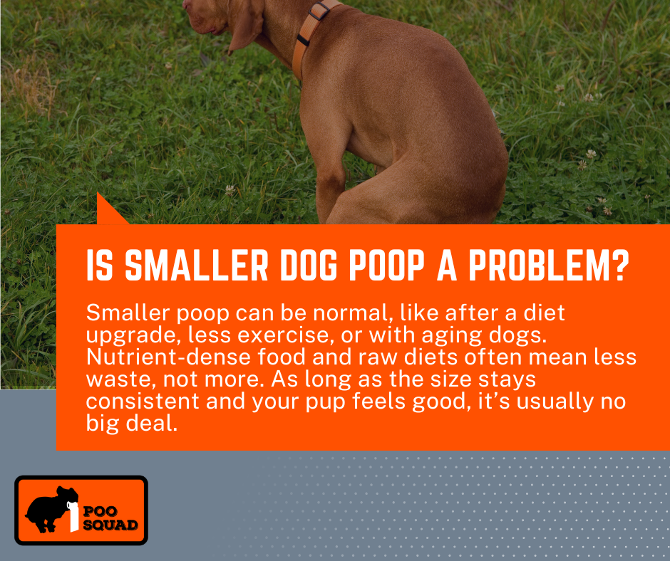 is small dog poop problem