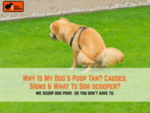 tan dog poop meaning