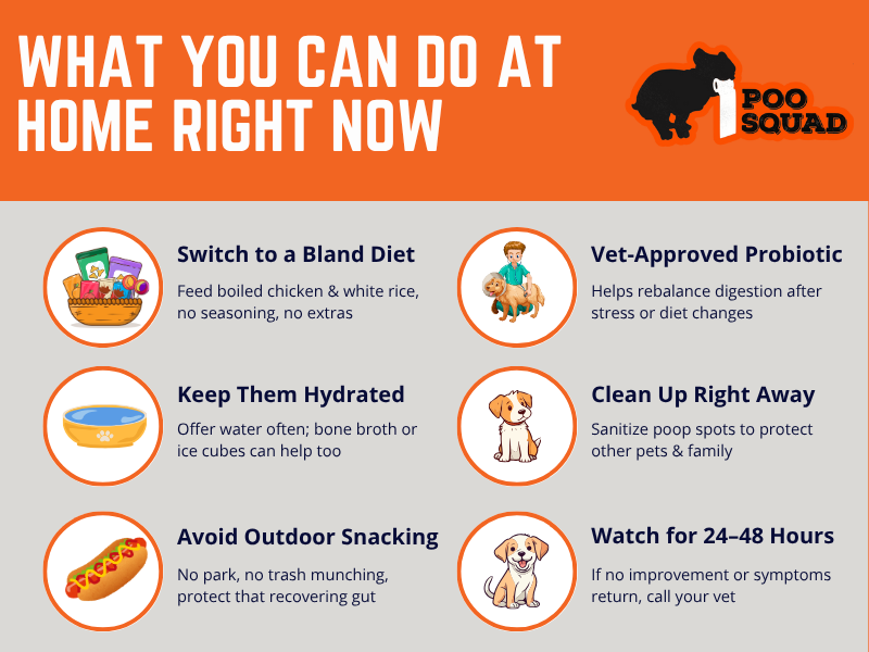 tips for watery dog poop