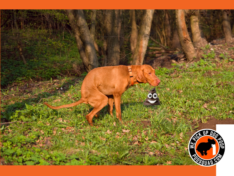 what to do with dog poop