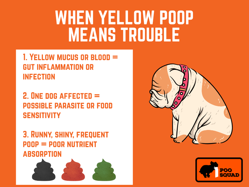 when yellow poop is bad