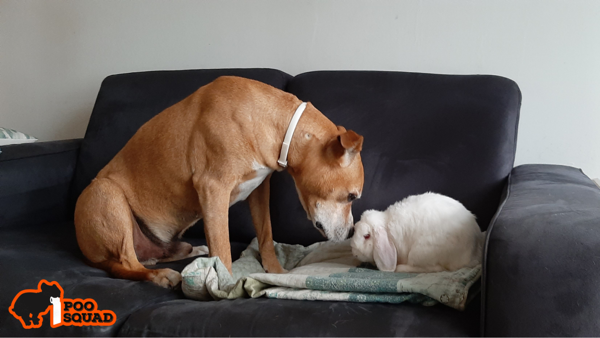 why do dogs eat rabbit poop guide