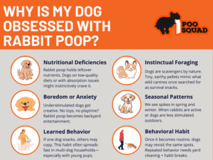 Why Do Dogs Eat Rabbit Poop? Causes, Risks & How to Stop It