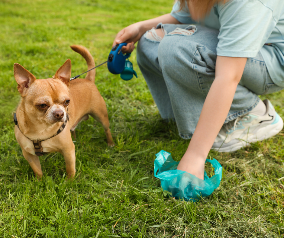 why dog poop is green