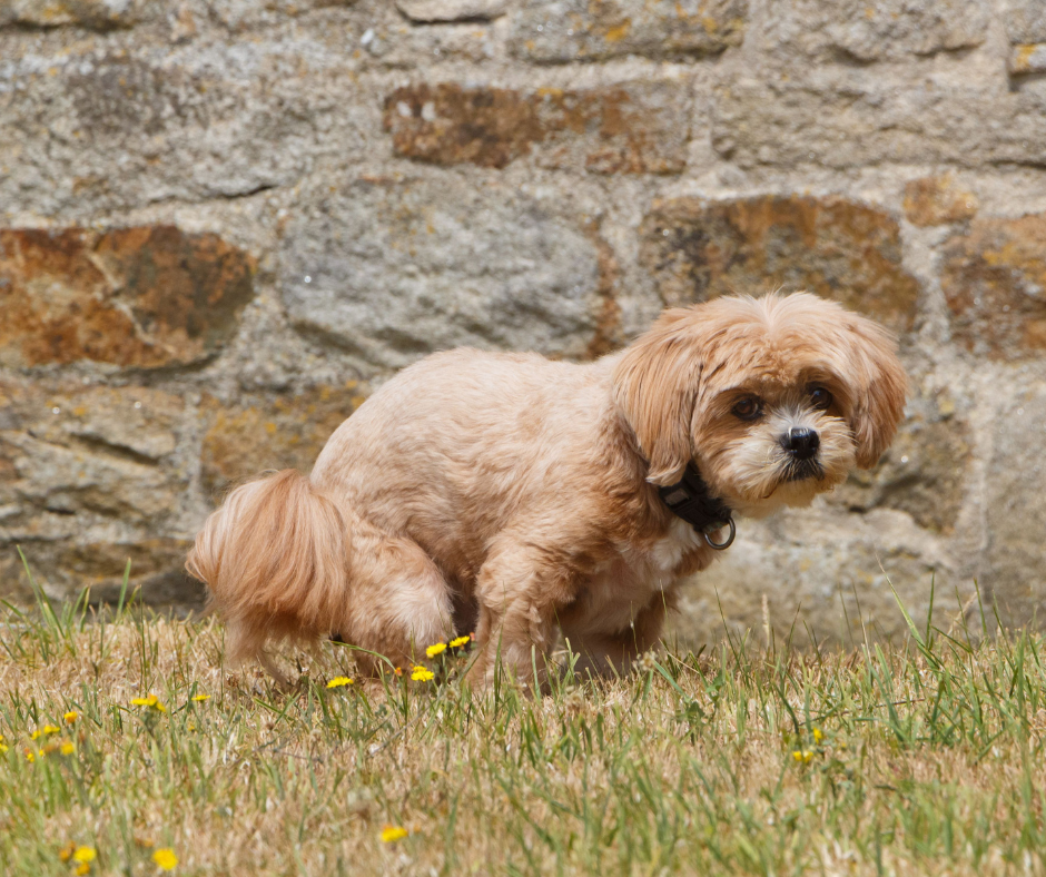 why dog poop isnt white anymore