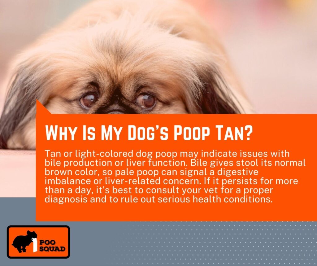 why dog poop tan