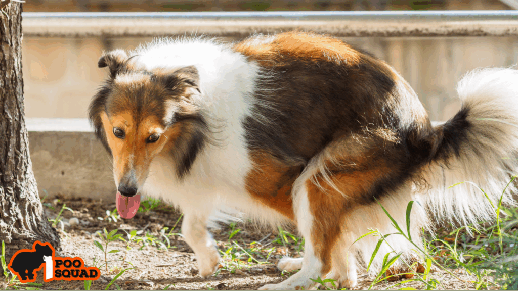 why dogs roll in poop solutions