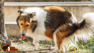 why dogs roll in poop solutions