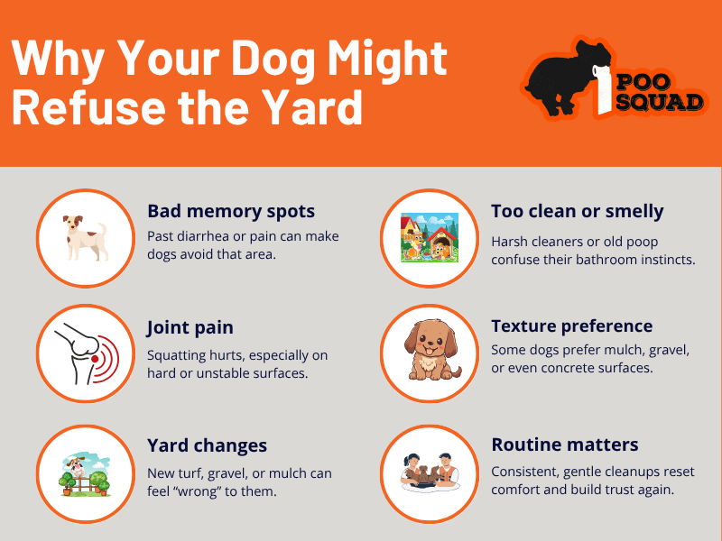 why your dog doesnt poop backyard why your dog doesnt poop backyard