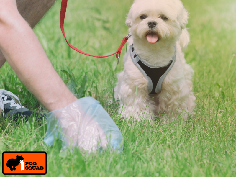 can you put dog poop in yard waste