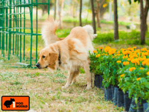 neighbors yard smells like dog poop