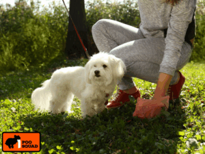 should you pick up dog poop in your yard