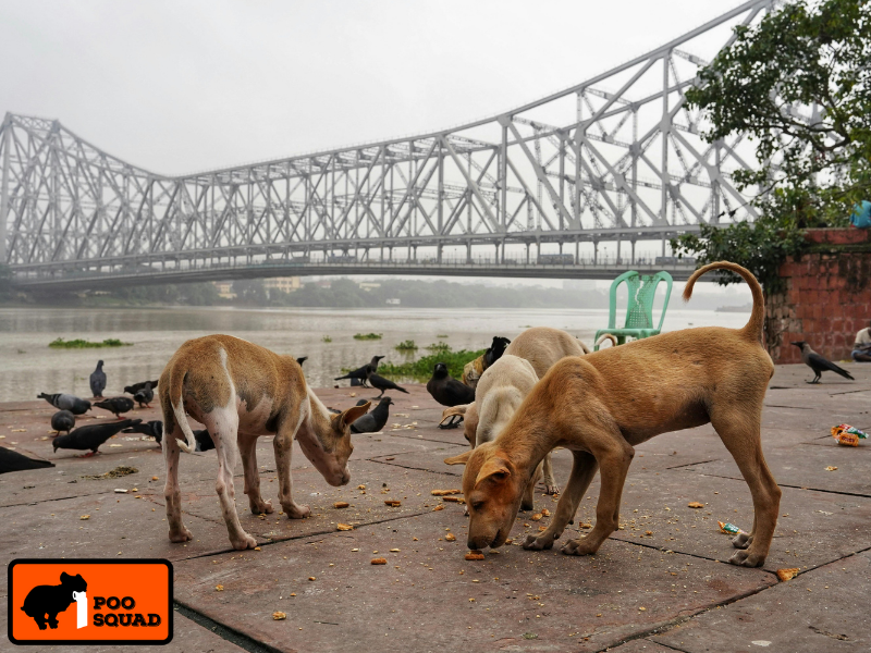 why dogs eat dirt causes risks solutions