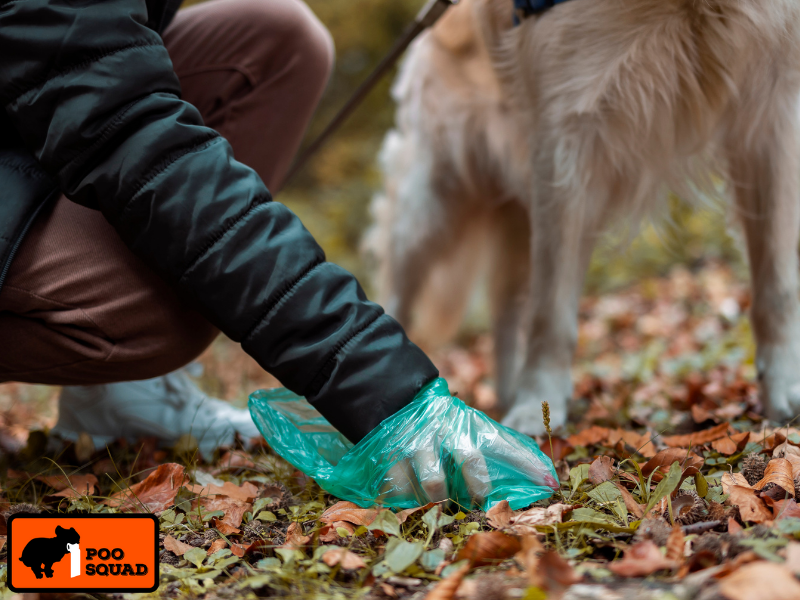 dog poop bacteria health risks