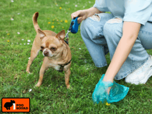 dried dog poop danger