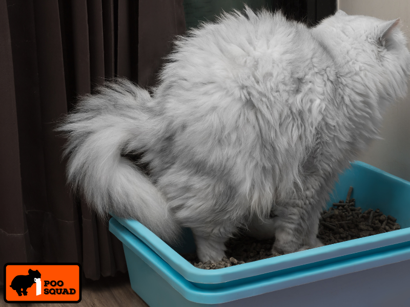 get poop smell off dog