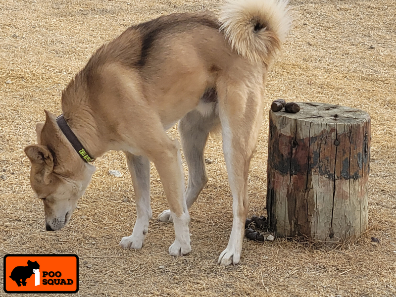 hoa dog rules pet owners guide