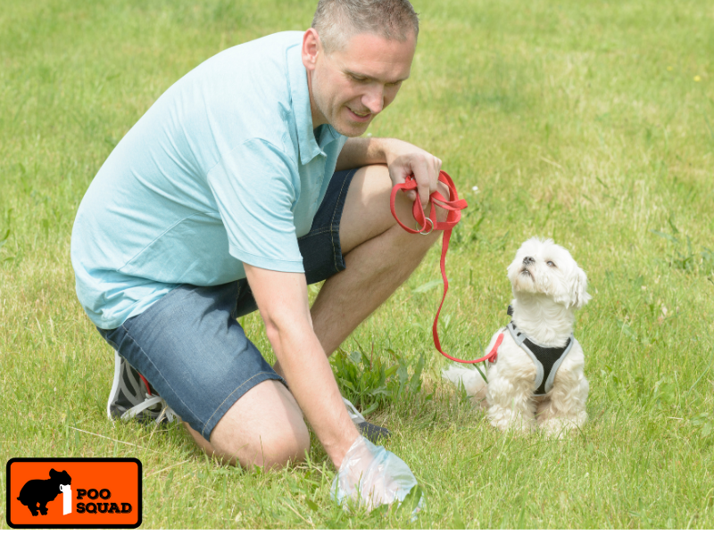 how often to pick up dog poop yard