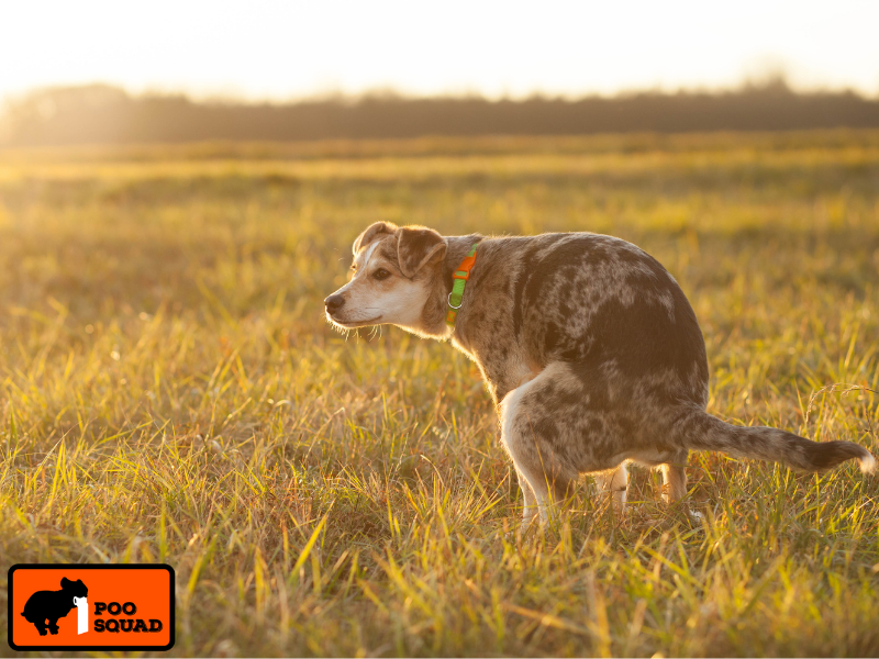 how to decontaminate soil from dog poop