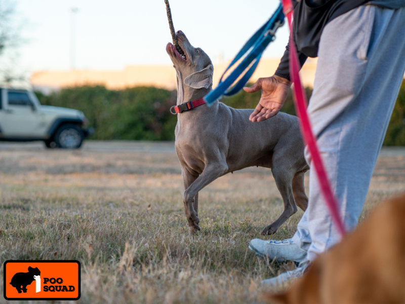 how to train dog poop one yard spot