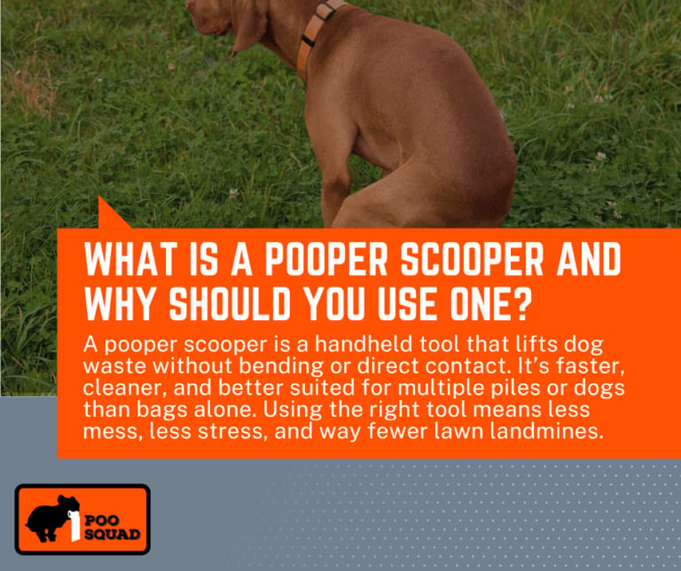 Pooper Scopperusing How to Use a Pooper Scooper the Right Way, Step by Step