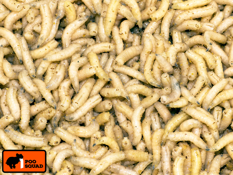 maggots in dog poop yard guide